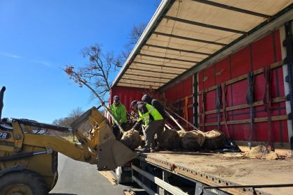 48 de arbori spectacolosi plantezi pe strada Theodor Aman de a lungul noii piste pentru biciclete