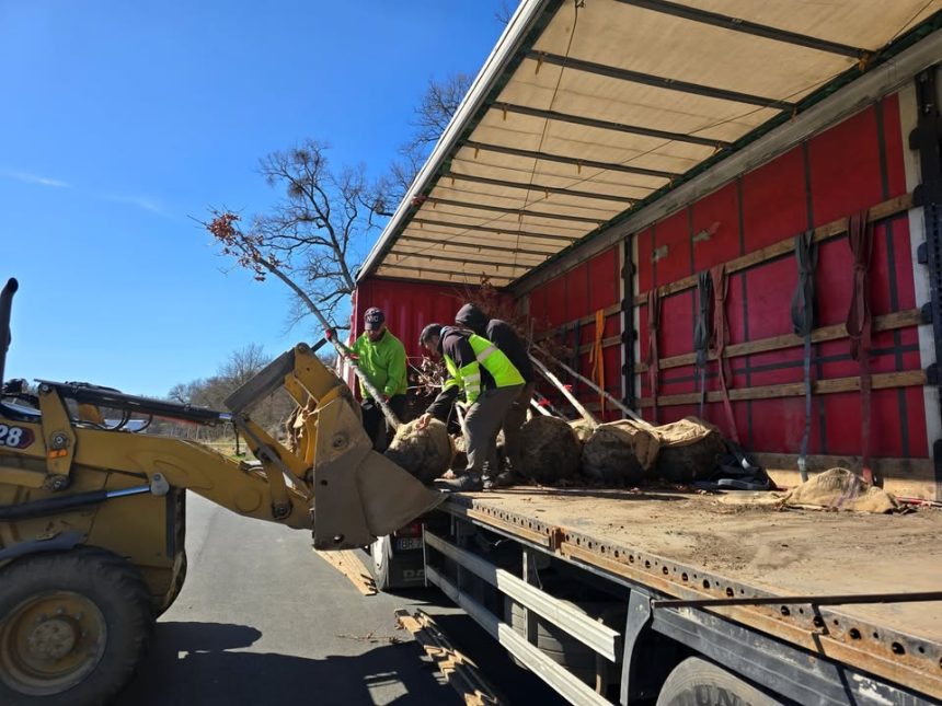 48 de arbori spectacolosi plantezi pe strada Theodor Aman de a lungul noii piste pentru biciclete