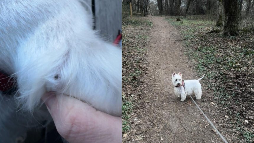 Capusele sau intors in doua dintre cele mai frecventate zone ale Sibiului cainii primele victime dar si oamenii au fost afectati foto