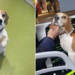 Catel Beagle gasit dintr un autobuz Tursib la Sibiu stapinrii sunt rugati sa vina sal revendice foto