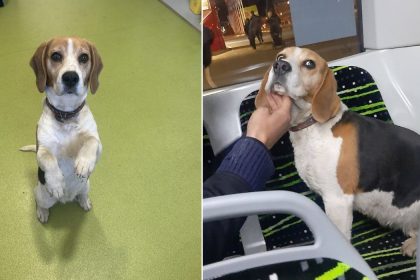 Catel Beagle gasit dintr un autobuz Tursib la Sibiu stapinrii sunt rugati sa vina sal revendice foto