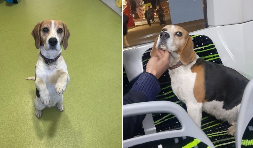 Catel Beagle gasit dintr un autobuz Tursib la Sibiu stapinrii sunt rugati sa vina sal revendice foto