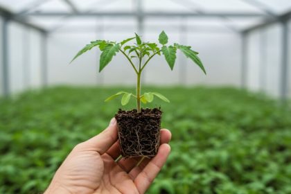 De la rasad la planta sanatoasa cum sa obtii recolte mai mari inca din primele etape