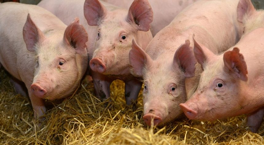 Extinderea pestei porcine in Sibiu autoritatiile au aprobat un nou plan de masuri