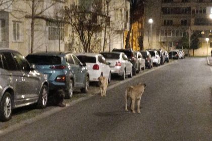 Fenomenul cainilor abandonati creste la Sibiu haita numerosa observata pe Mihai Viteazu foto