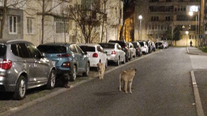 Fenomenul cainilor abandonati creste la Sibiu haita numerosa observata pe Mihai Viteazu foto