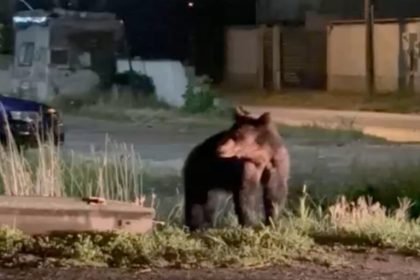 Legea care permite impuscare unuia numar mai mare de ursi sustinuta la Sibiu Primarul din Avrig Relocarea nu era o solutie