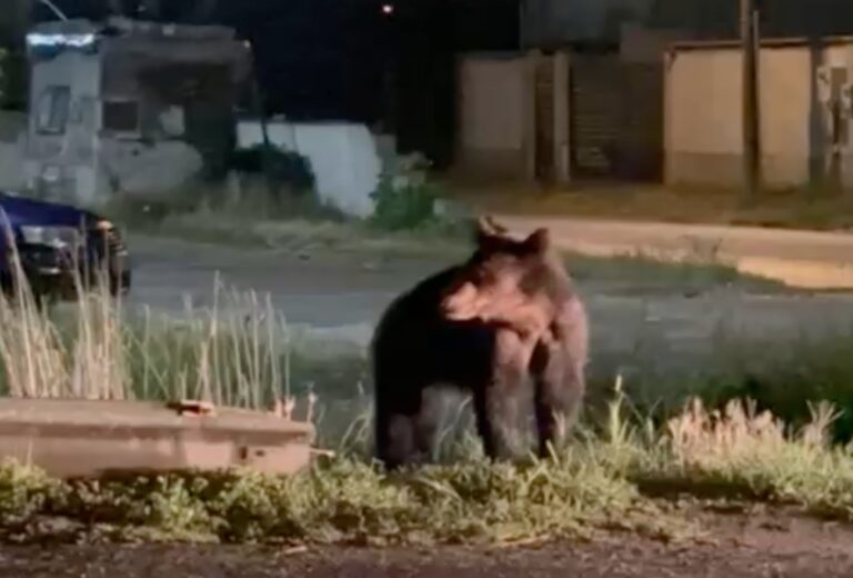 Legea care permite impuscare unuia numar mai mare de ursi sustinuta la Sibiu Primarul din Avrig Relocarea nu era o solutie