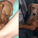 Mica a disparut stapana ofera o recompensa de 100 de euro