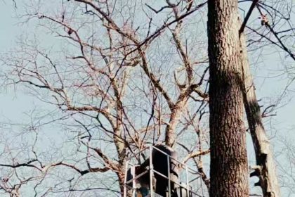 Muzeul ASTRA ingrijeste si aranjeaza copacii de pe alei pentru siguranta vizitatorilor