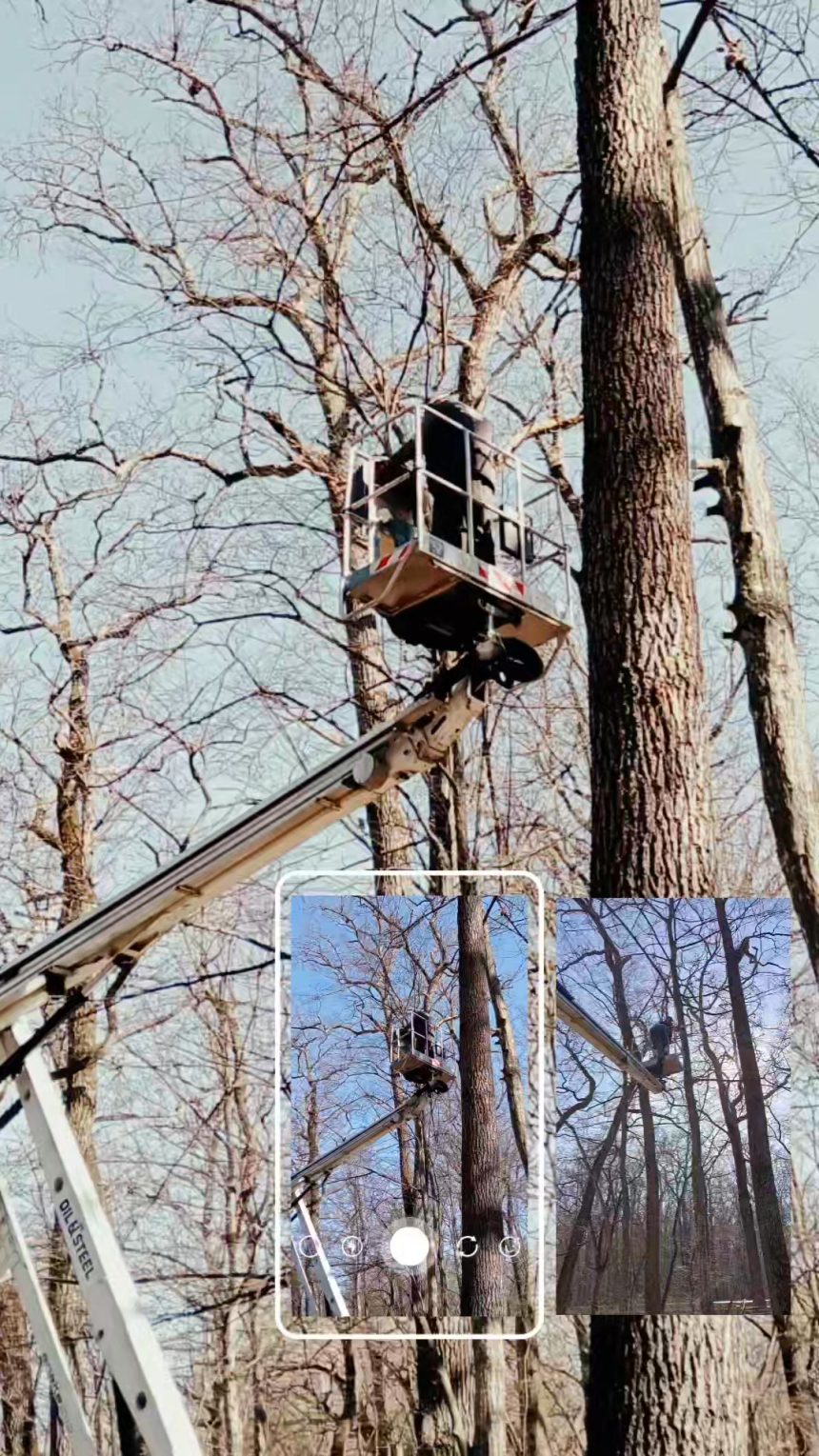 Muzeul ASTRA ingrijeste si aranjeaza copacii de pe alei pentru siguranta vizitatorilor