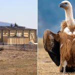 O specie de vulturi disparuta de mai bine de 70 de ani din Romania a fost reintrodusa in Muntii Fagaras