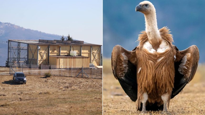O specie de vulturi disparuta de mai bine de 70 de ani din Romania a fost reintrodusa in Muntii Fagaras