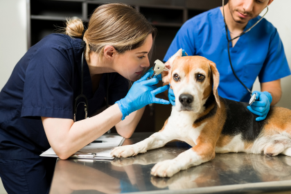 O tara europeana ofera concediu platit angajatilor in cazul in care animalul de companie este bolnav