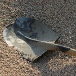 Poliist local ameniat cu o lopata la Dumbaveni ce consecinte va avea agresorul