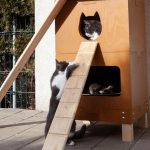 Sibiu devine mai prietenos cu pisicile fara stapan voluntarii intentioneaza sa monteze inca 10 casute