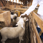 Unde poi cumpra carne de Paste in siguranta in Sibiu lista abatoarelor autorizate