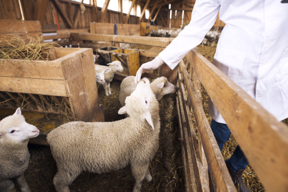 Unde poi cumpra carne de Paste in siguranta in Sibiu lista abatoarelor autorizate