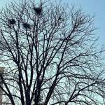 ciorile au acaparat inca un parc din sibiu oamenii nu mai pot iesi la plimbare e plin