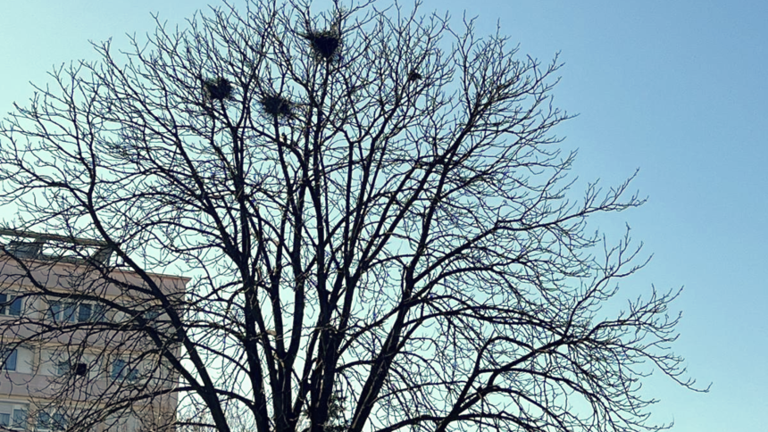 ciorile au acaparat inca un parc din sibiu oamenii nu mai pot iesi la plimbare e plin