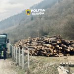 controale in gura raiului si cristian 180 de metri cubi de lemn confiscat