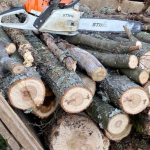 doi tineri surprinsi taind arbori in padurea de la brateiu numai unul a fost retinut