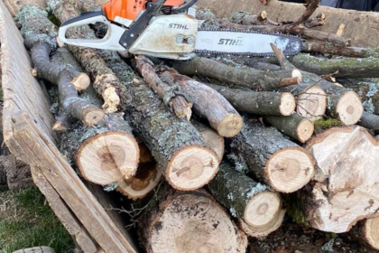 doi tineri surprinsi taind arbori in padurea de la brateiu numai unul a fost retinut