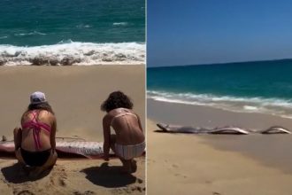 fenomen rar pestis apocalipsei esuati pe o plaja turistii afirma ca este un semn rau video