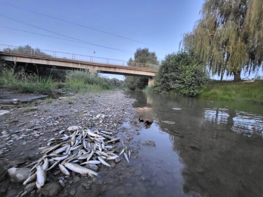 microplasticul posibil si in pestii din raurile sibiului specialistii afirma ca somnul este cel mai afectat