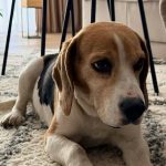 poveste cu final fericit la sibiu catelul beagle gasit dintrun autobuz tursib a fost revendicat de stapani