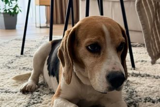 poveste cu final fericit la sibiu catelul beagle gasit dintrun autobuz tursib a fost revendicat de stapani