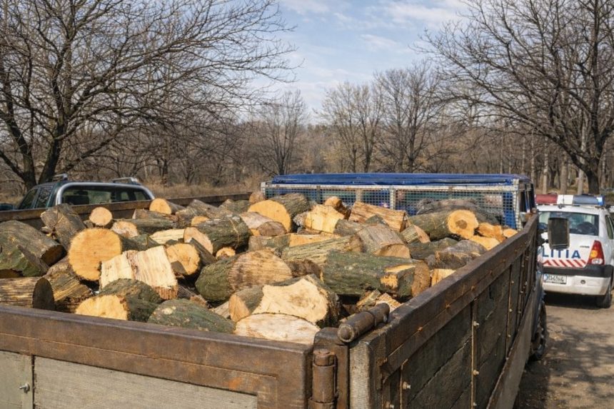 sase barbati surprinsi cu lemne furate din padurea de la mohu