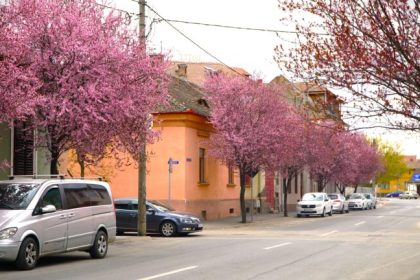 spectacol de culori la doi pasi de centrul sibiului ciresii ornamentali au inflorit vin sute de oameni sa faca poze video foto