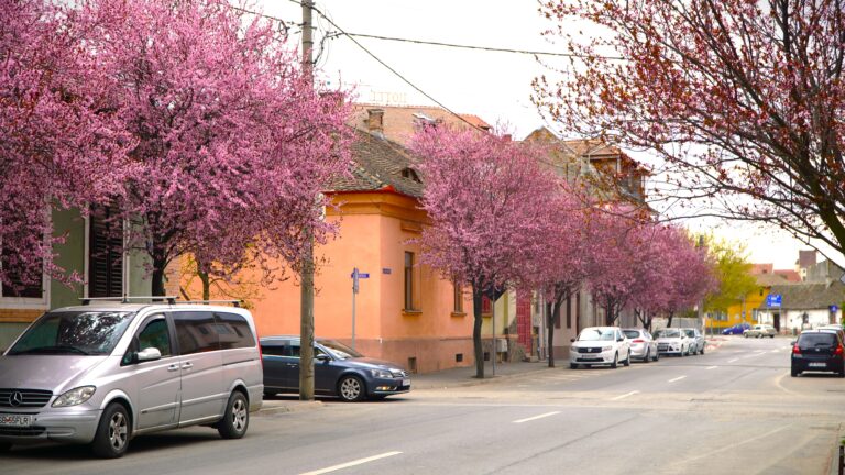 spectacol de culori la doi pasi de centrul sibiului ciresii ornamentali au inflorit vin sute de oameni sa faca poze video foto