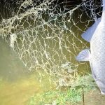 Braconieri surprinsi pe Olt la Avrig au fugit la vederea politiei