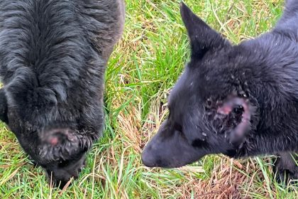 cruelitate greu de imaginat la tocile caini mutilati repetat de un localnic