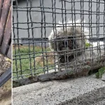 Animale abandonate zilnic, în timp ce se caută doar animale „de rasă”