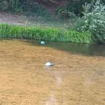 Barajul de deșeuri de pe Cibin a blocat 200 kg de gunoaie, însă nu poate opri indiferența