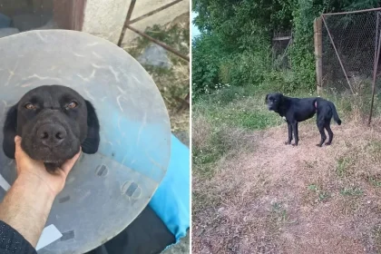 Câine salvat dintr-un laț. Asociația cere 3.000 de lei: „Sunt fapte care ne șochează”