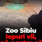 Iepure viu dat pitonului la Zoo Sibiu declanșează proteste și acuzații