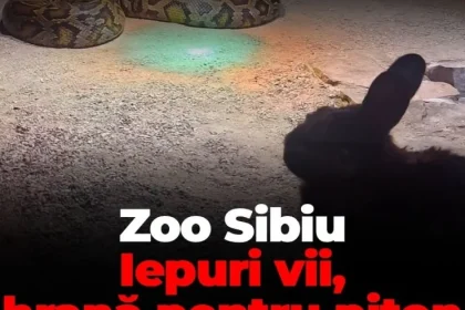 Iepure viu dat pitonului la Zoo Sibiu declanșează proteste și acuzații
