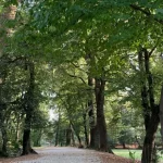 Parcul Sub Arini, aproape de șantier: certificat de urbanism, lucrări în două secțiuni