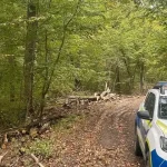 Percheziții în Nou: reținut pentru tăierea ilegală a 21 de arbori