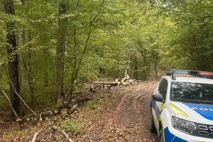 Percheziții în Nou: reținut pentru tăierea ilegală a 21 de arbori