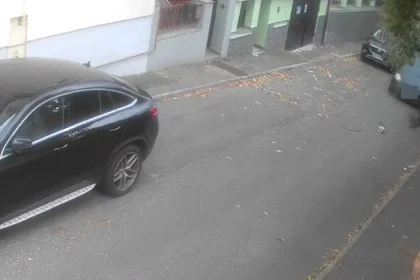 Poliția animalelor, autosesizare după imagini cu o pisică lovită de mașină în Sibiu
