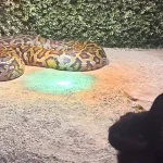 Primăria Sibiu, replică la acuzațiile privind șerpii de la Zoo