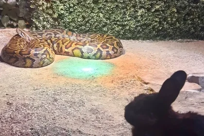 Primăria Sibiu, replică la acuzațiile privind șerpii de la Zoo