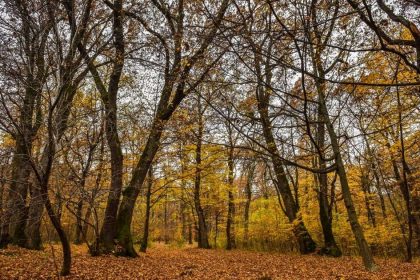 ULBS pregătește documentația pentru fonduri europene pentru 2.000 ha de pădure