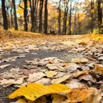 Vremea miercuri în Sibiu: max 14°C, ploi și vânt puternic