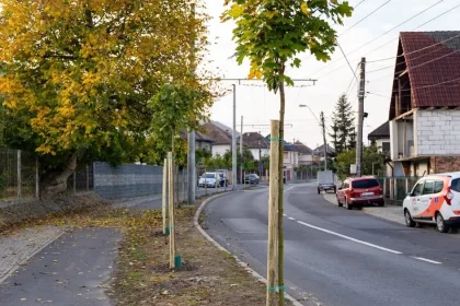 150 de arbori plantați în Mediaș, în campania de toamnă pentru un oraș mai verde